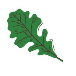 Good Oak Ecological Services Joins MESBA!